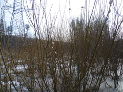 Salix