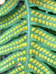 Polypodium glycyrrhiza