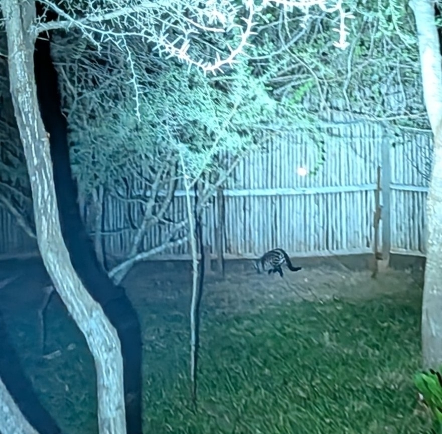 African Civet from 7QVG+MFG, Maungu, Kenya on February 8, 2026 at 09:17 ...