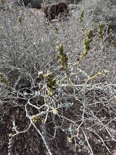 Errazurizia megacarpa, 2026-02-01