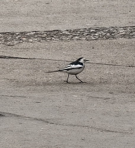 White Wagtail