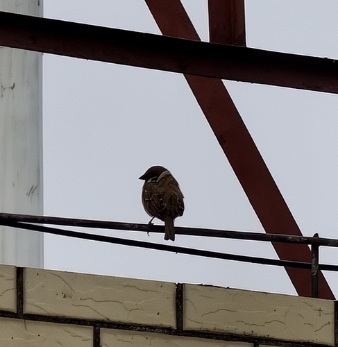 Eurasian Tree Sparrow