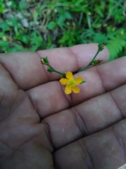 Hypericum silenoides