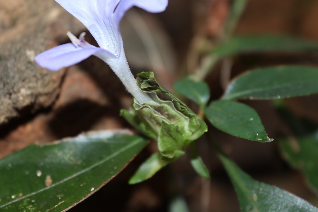 Barleria strigosa; photograph (c) Vikas D Prasad, some rights reserved (CC BY-SA)