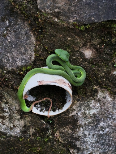 Sabah Bamboo Pitviper