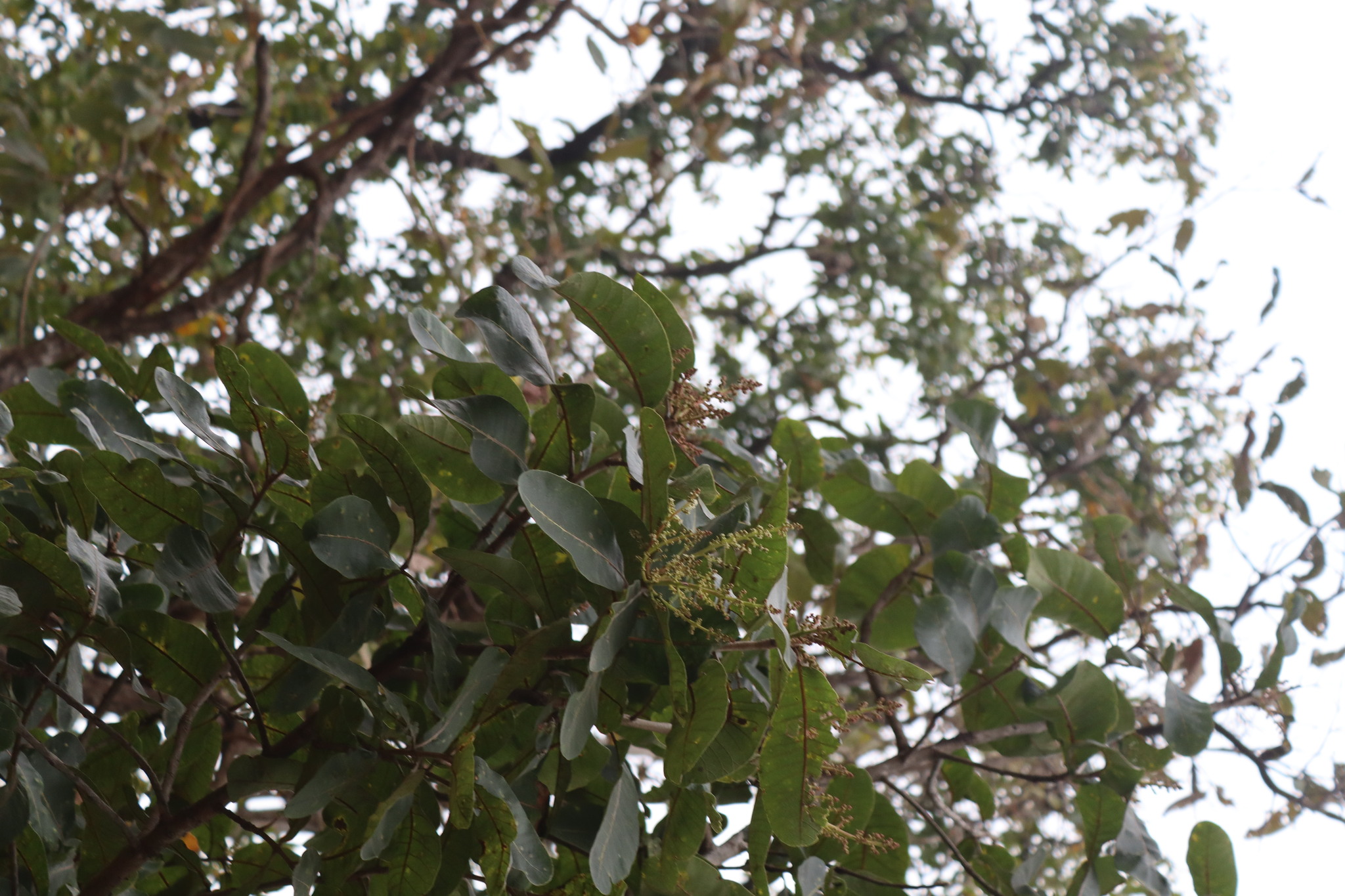 Buchanania lanzan