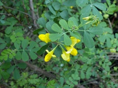 Coronilla