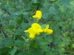 Coronilla