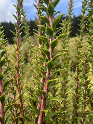 Tamingi (Epacris pauciflora)