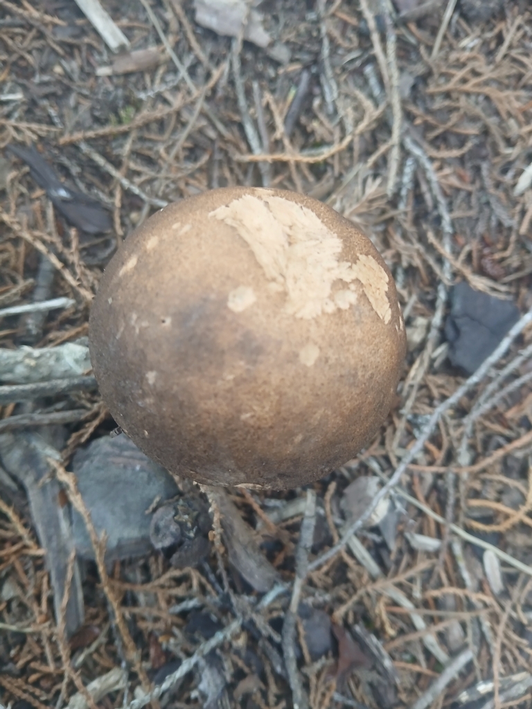 Leccinum scabrum · February 2026 · photo: © bigfarma2017 (iNaturalist, cc-by)