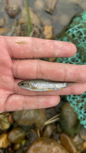 Caldwell's barb (Spinibarbus caldwelli) — Cyprinidae — 4