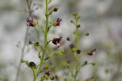 Scrophularia cretacea