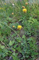 Centaurea orientalis