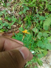 Hypericum silenoides