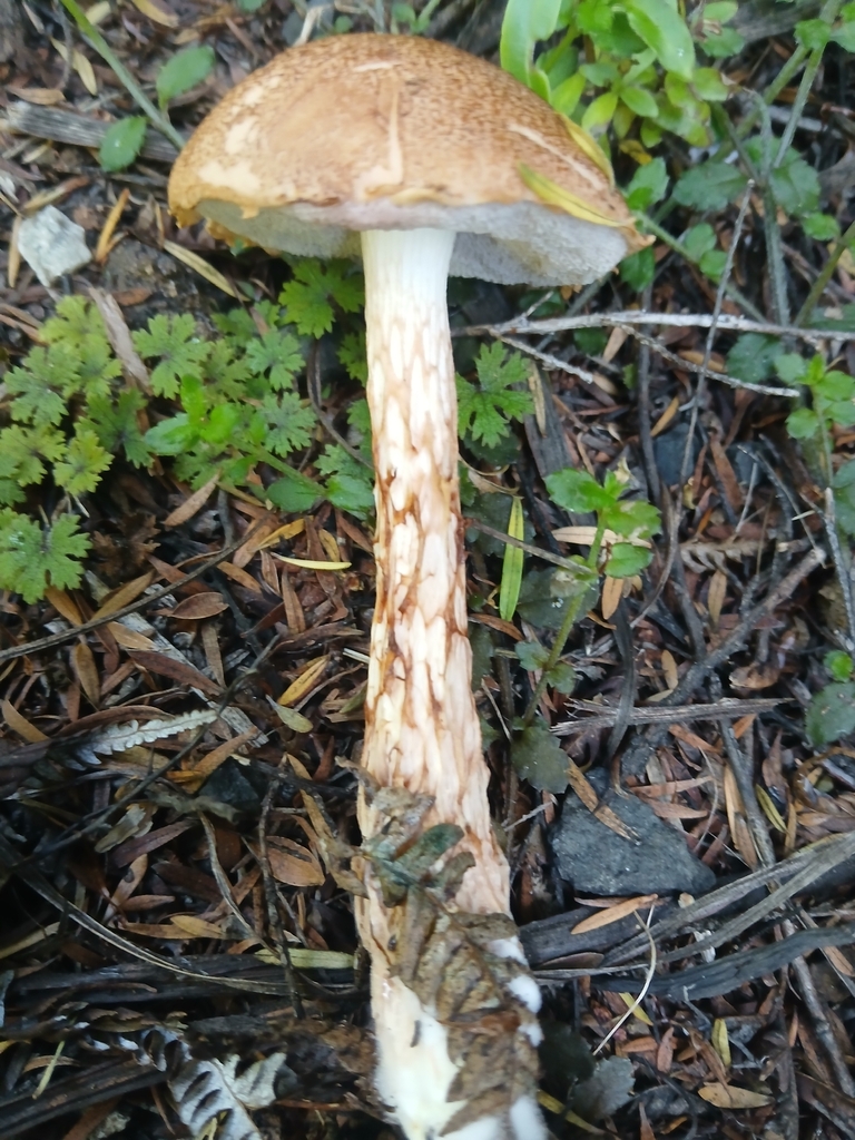 Austroboletus novae-zelandiae · February 2026 · photo: © claire_grace83 (iNaturalist, cc-by)