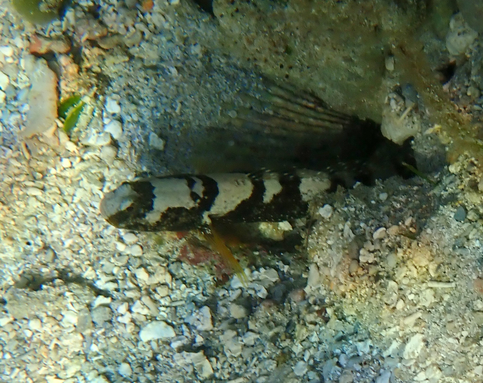 Maude's Shrimpgoby photo 7
