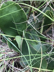 Gerbera piloselloides