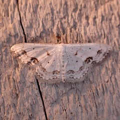 Scopula lautaria