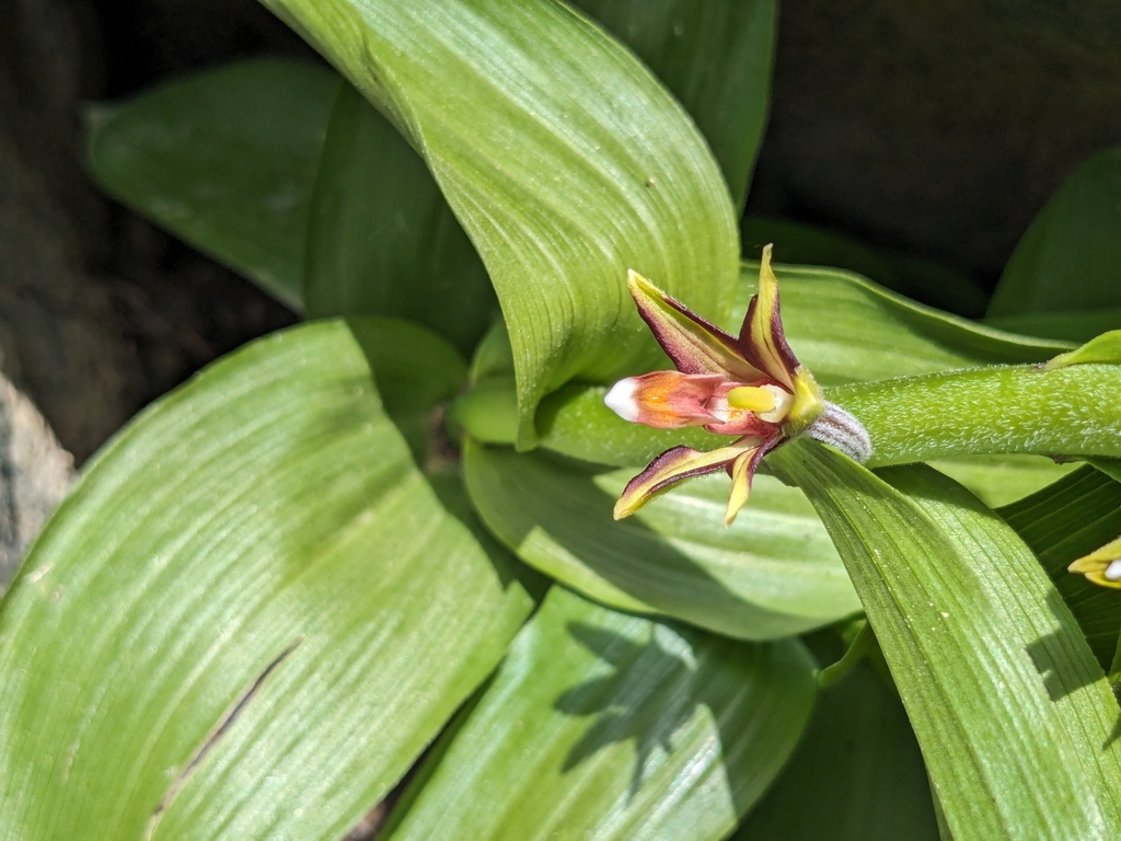 Epipactis veratrifolia