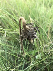 Gerbera piloselloides