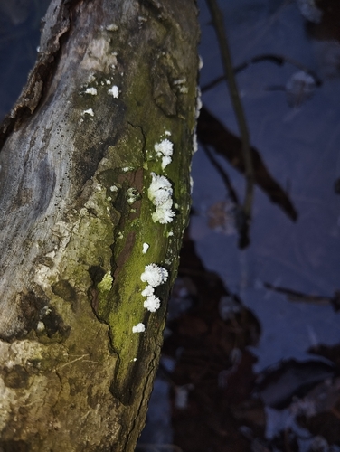splitgill mushroom