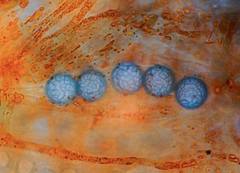 Lamprospora seaveri