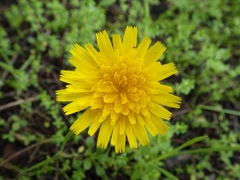 Leontodon saxatilis saxatilis