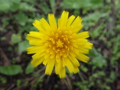 Leontodon saxatilis saxatilis