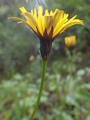 Leontodon saxatilis saxatilis