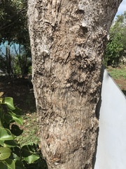 Pisonia subcordata
