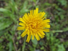 Leontodon saxatilis saxatilis