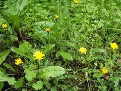 Leontodon saxatilis saxatilis