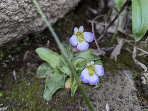 Pinguicula crystallina