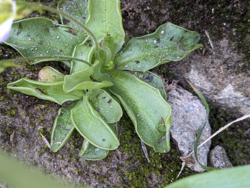 Pinguicula crystallina