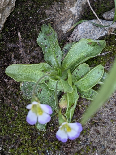 Pinguicula crystallina