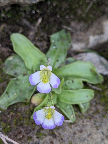 Pinguicula crystallina
