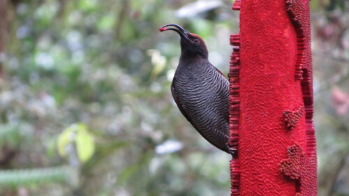 Black Sicklebill (Epimachus fastosus), photo 3