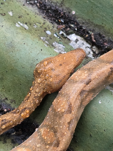 Ringed Tree Boa