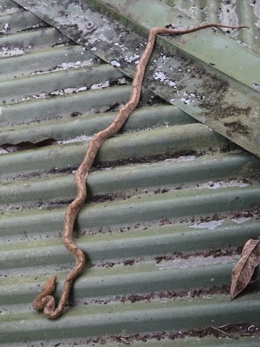 Ringed Tree Boa