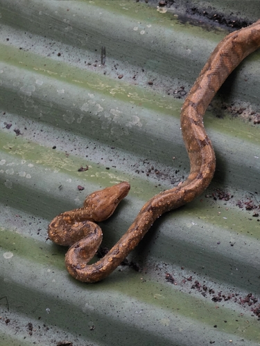 Ringed Tree Boa