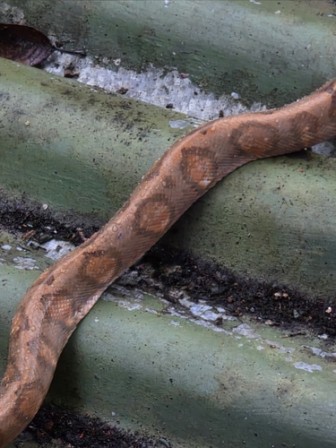 Ringed Tree Boa