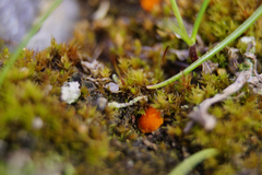 Lamprospora seaveri