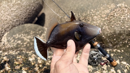 Black triggerfish (Sufflamen chrysopterum) — Balistidae — 2
