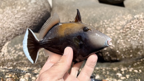 Photo of Halfmoon triggerfish (Sufflamen chrysopterum)