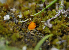 Lamprospora seaveri