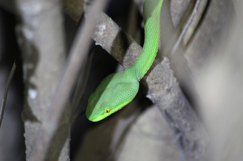 White-lipped Pit Viper