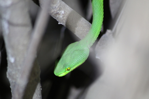 White-lipped Pit Viper