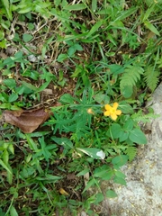 Hypericum silenoides