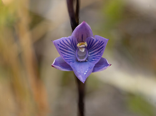 Thelymitra pulchella, 2026-02-12