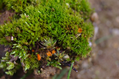 Lamprospora seaveri